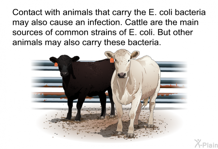 Contact with animals that carry the E. coli bacteria may also cause an infection. Cattle are the main sources of common strains of E. coli. But other animals may also carry these bacteria.