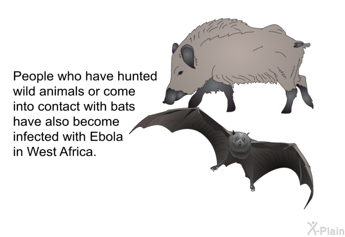 People who have hunted wild animals or come into contact with bats have also become infected with Ebola in West Africa.