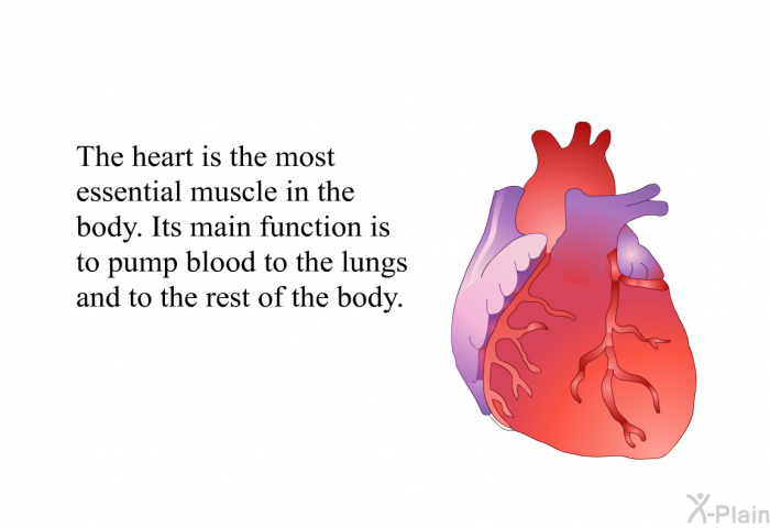 The heart is the most essential muscle in the body. Its main function is to pump blood to the lungs and to the rest of the body.