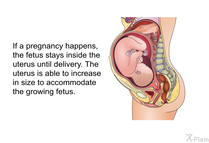 If a pregnancy happens, the fetus stays inside the uterus until delivery. The uterus is able to increase in size to accommodate the growing fetus.