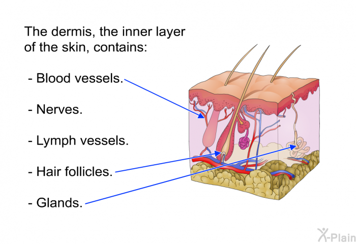 The dermis, the inner layer of the skin, contains:  Blood vessels. Nerves. Lymph vessels. Hair follicles. Glands.