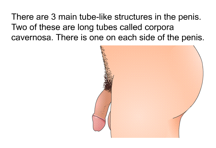 There are 3 main tube-like structures in the penis. Two of these are long tubes called corpora cavernosa. There is one on each side of the penis.