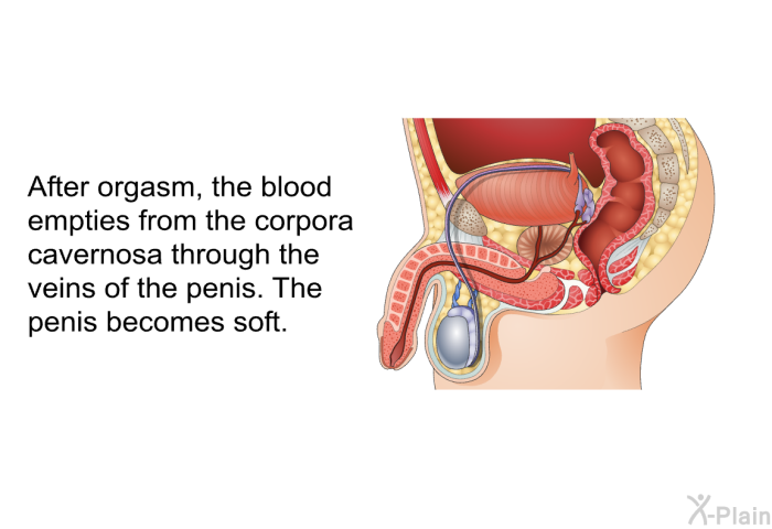 After orgasm, the blood empties from the corpora cavernosa through the veins of the penis. The penis becomes soft.