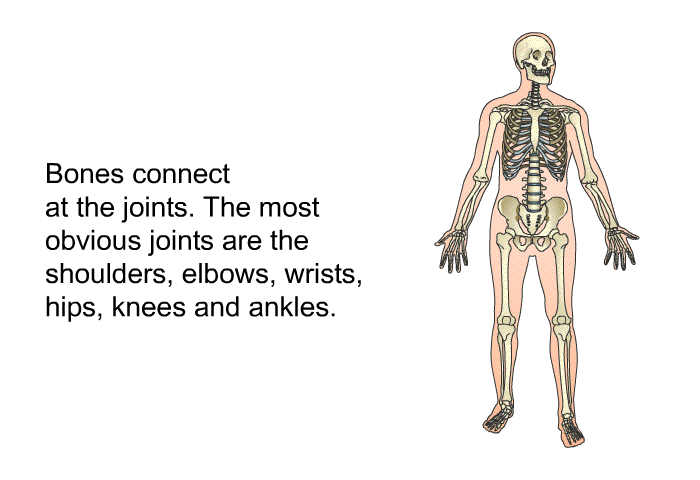 Bones connect at the joints. The most obvious joints are the shoulders, elbows, wrists, hips, knees and ankles.