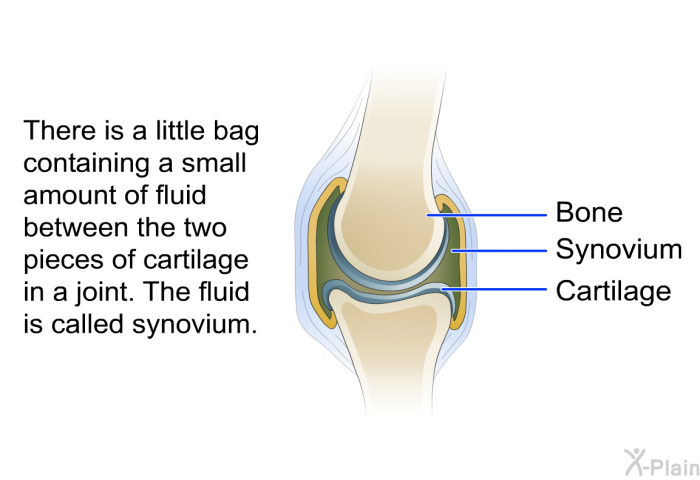 There is a little bag containing a small amount of fluid between the two pieces of cartilage in a joint. The fluid is called synovium.