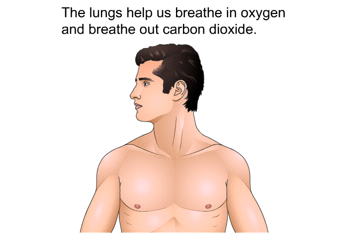 The lungs help us breathe in oxygen and breathe out carbon dioxide.