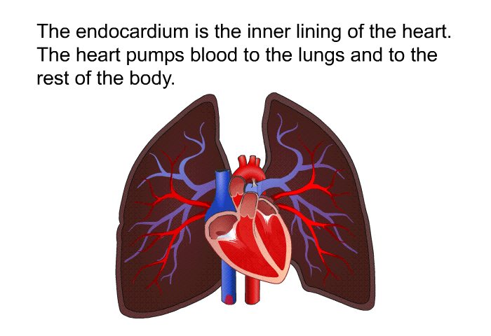 The endocardium is the inner lining of the heart. The heart pumps blood to the lungs and to the rest of the body.