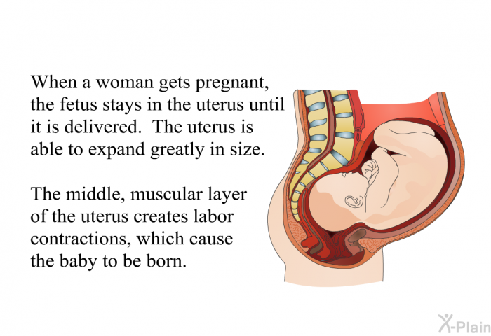 When a woman gets pregnant, the fetus stays in the uterus until it is delivered. The uterus is able to expand greatly in size. The middle, muscular layer of the uterus creates labor contractions, which cause the baby to be born.