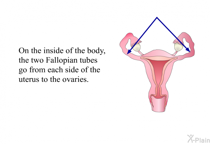 On the inside of the body, the two fallopian tubes go from each side of the uterus to the ovaries.