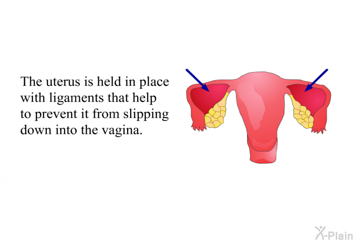 The uterus is held in place with ligaments that help to prevent it from slipping down into the vagina.