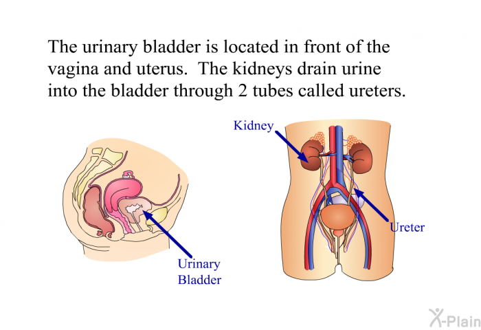 The urinary bladder is located in front of the vagina and uterus. The kidneys drain urine into the bladder through 2 tubes called ureters.