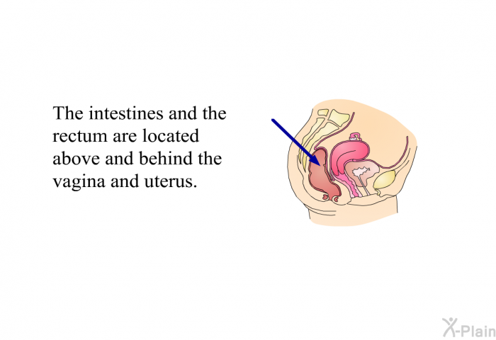 The intestines and the rectum are located above and behind the vagina and uterus.