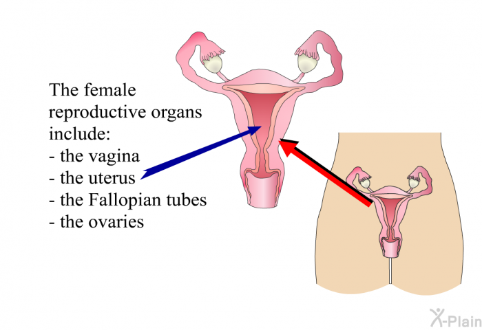 The female reproductive organs include:  the vagina the uterus the fallopian tubes the ovaries