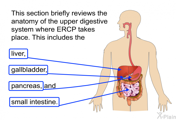 This section briefly reviews the anatomy of the upper digestive system where ERCP takes place. This includes the liver, gallbladder, pancreas, and small intestine.