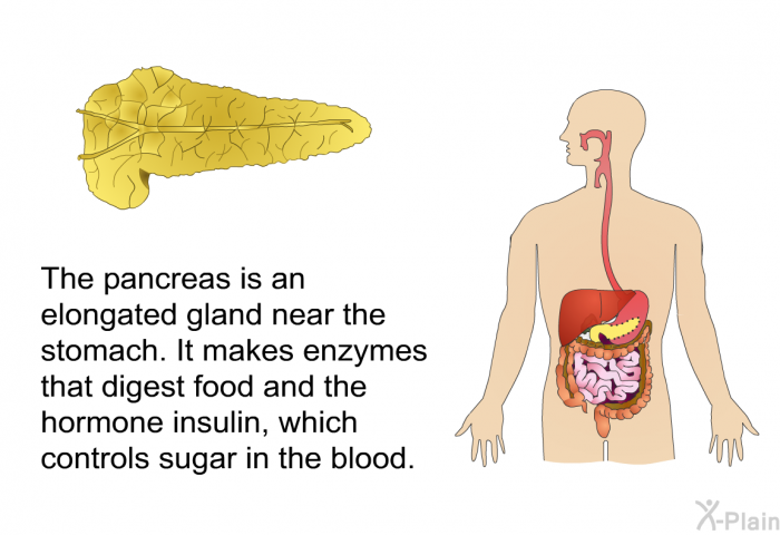 The pancreas is an elongated gland near the stomach. It makes enzymes that digest food and the hormone insulin, which controls sugar in the blood.