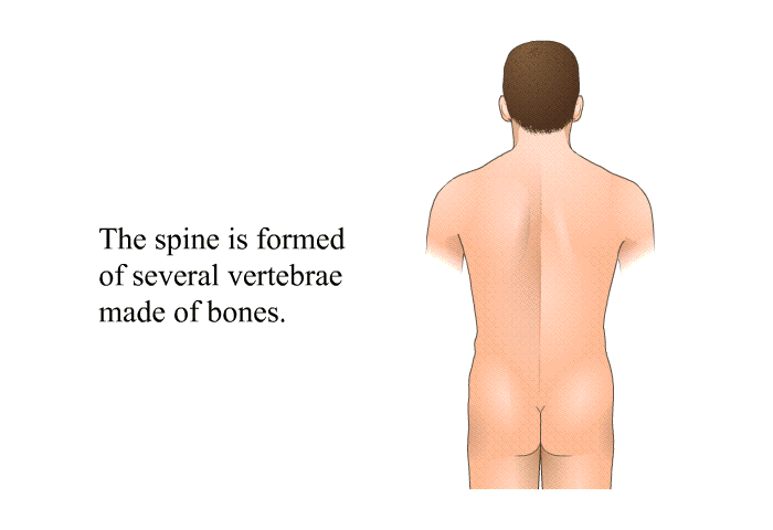 The spine is formed of several vertebrae made of bones.<B> </B>