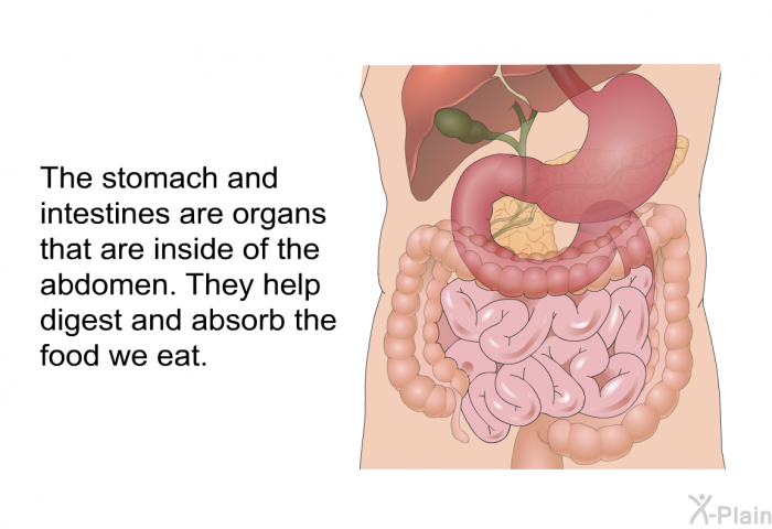 The stomach and intestines are organs that are inside of the abdomen. They help digest and absorb the food we eat.