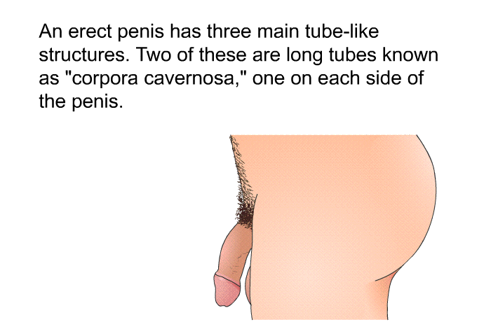 An erect penis has three main tube-like structures. Two of these are long tubes known as “corpora cavernosa,” one on each side of the penis.