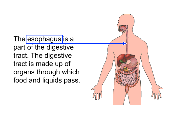 The esophagus is a part of the digestive tract. The digestive tract is made up of organs through which food and liquids pass.