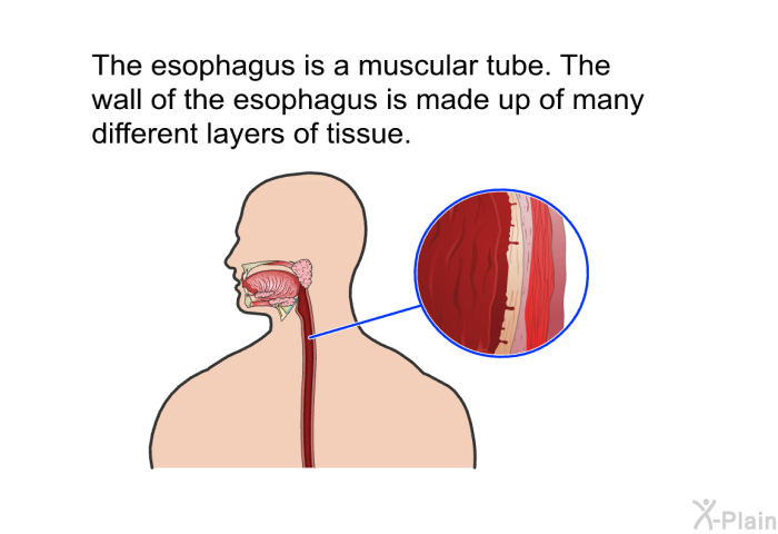 The esophagus is a muscular tube. The wall of the esophagus is made up of many different layers of tissue.