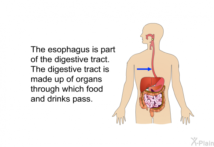 The esophagus is part of the digestive tract. The digestive tract is made up of organs through which food and drinks pass.