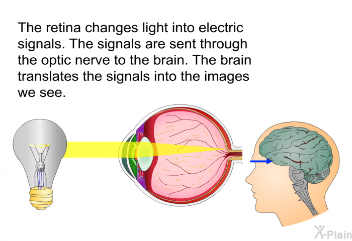 The retina changes light into electric signals. The signals are sent through the optic nerve to the brain. The brain translates the signals into the images we see.