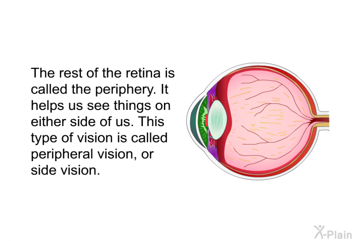 The rest of the retina is called the periphery. It helps us see things on either side of us. This type of vision is called peripheral vision, or side vision.