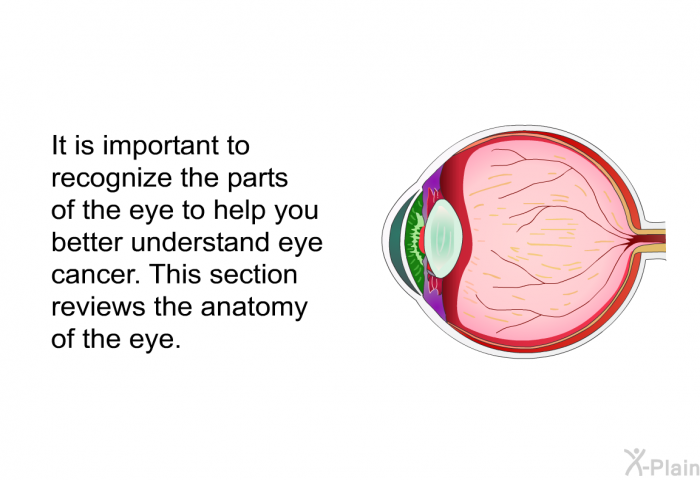 It is important to recognize the parts of the eye to help you better understand eye cancer. This section reviews the anatomy of the eye.