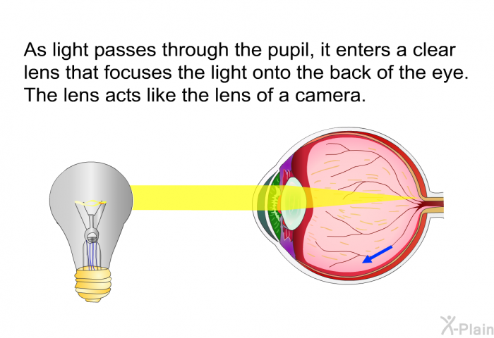 As light passes through the pupil, it enters a clear lens that focuses the light onto the back of the eye. The lens acts like the lens of a camera.