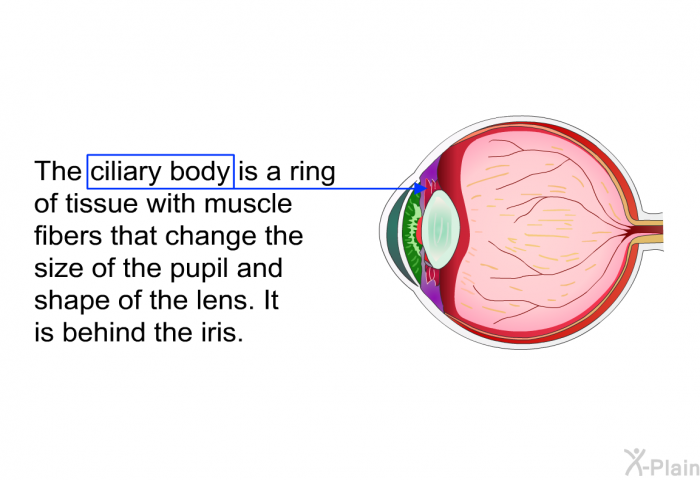 The ciliary body is a ring of tissue with muscle fibers that change the size of the pupil and shape of the lens. It is behind the iris.