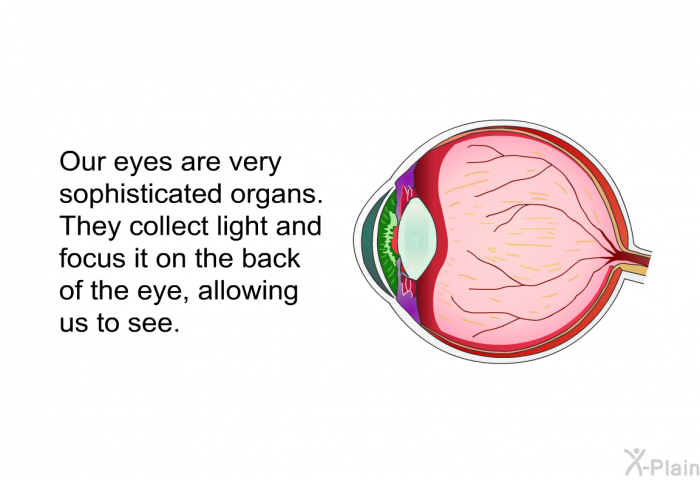 Our eyes are very sophisticated organs. They collect light and focus it on the back of the eye, allowing us to see.