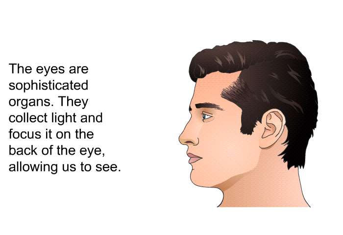 The eyes are sophisticated organs. They collect light and focus it on the back of the eye, allowing us to see.