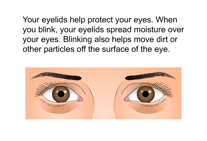 Your eyelids help protect your eyes. When you blink, your eyelids spread moisture over your eyes. Blinking also helps move dirt or other particles off the surface of the eye.