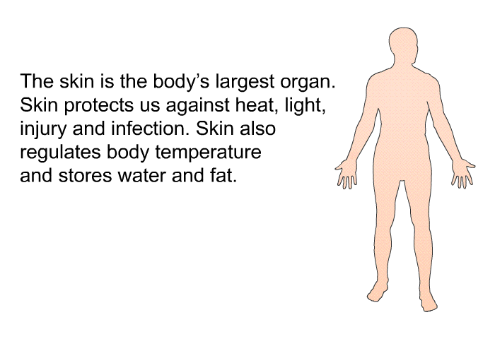 The skin is the body's largest organ. Skin protects us against heat, light, injury and infection. Skin also regulates body temperature and stores water and fat.
