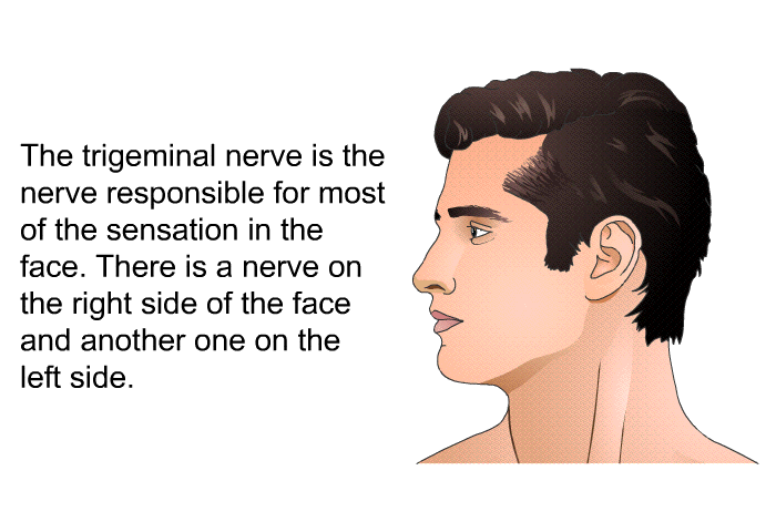 The trigeminal nerve is the nerve responsible for most of the sensation in the face. There is a nerve on the right side of the face and another one on the left side.
