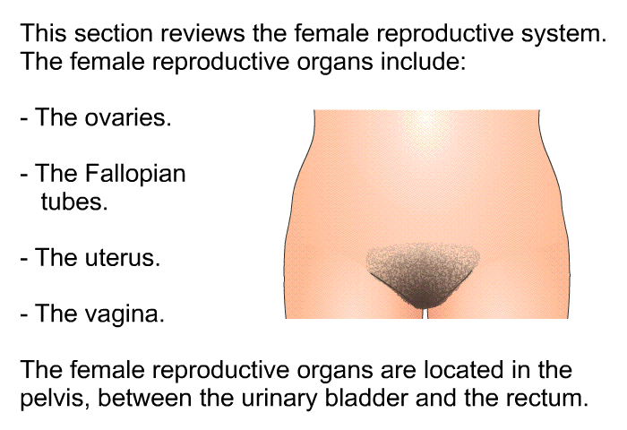 This section reviews the female reproductive system. The female reproductive organs include:  The ovaries. The Fallopian tubes. The uterus. The vagina.  
 The female reproductive organs are located in the pelvis, between the urinary bladder and the rectum.