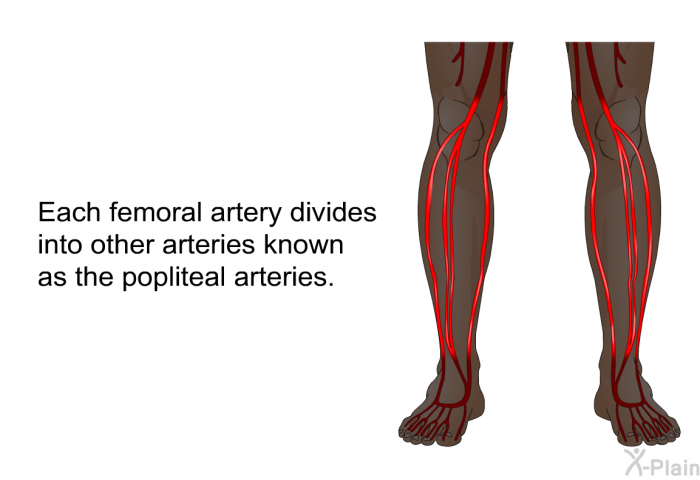 Each femoral artery divides into other arteries known as the popliteal arteries.