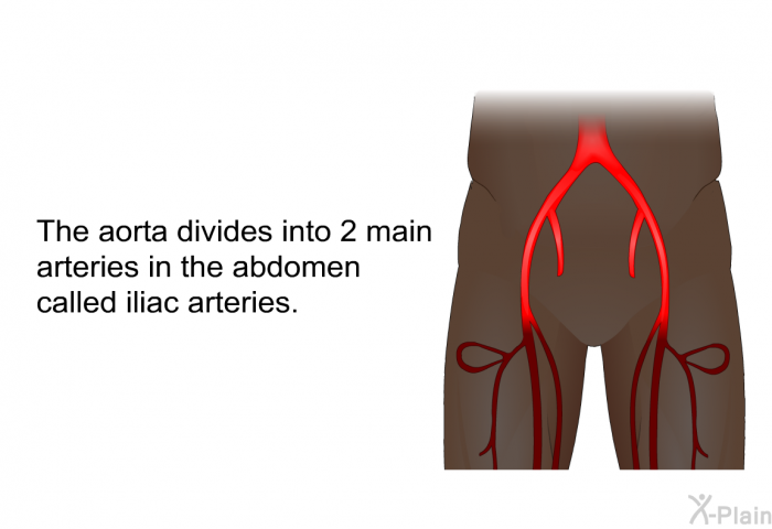 The aorta divides into 2 main arteries in the abdomen called iliac arteries.