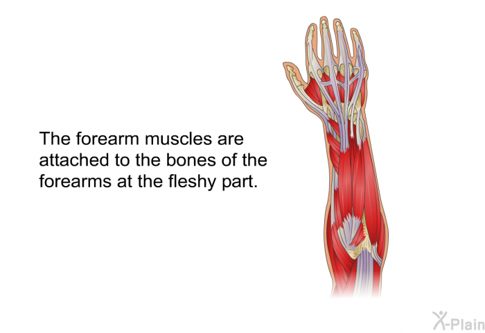 The forearm muscles are attached to the bones of the forearms at the fleshy part.