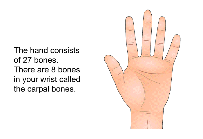 The hand consists of 27 bones. There are 8 bones in your wrist called the carpal bones.