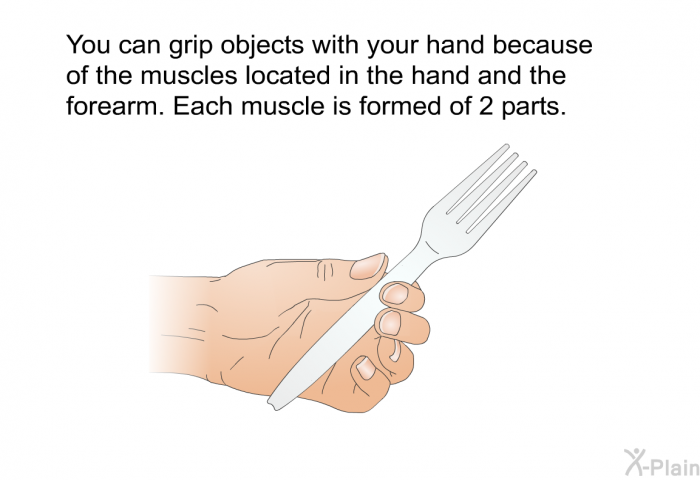 You can grip objects with your hand because of the muscles located in the hand and the forearm. Each muscle is formed of 2 parts.