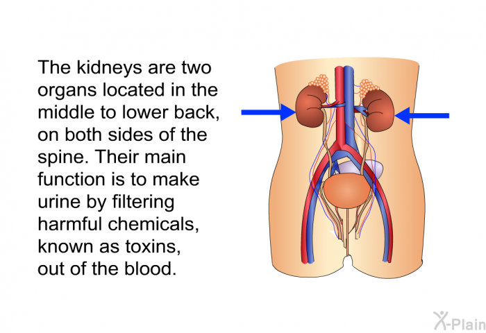 The kidneys are two organs located in the middle to lower back, on both sides of the spine. Their main function is to make urine by filtering harmful chemicals, known as toxins, out of the blood.