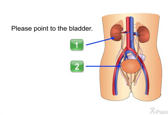 Please point to the bladder.