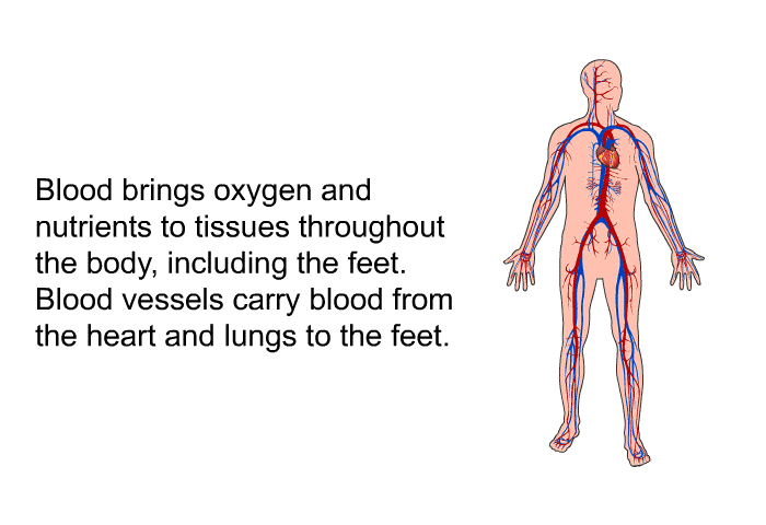 Blood brings oxygen and nutrients to tissues throughout the body, including the feet. Blood vessels carry blood from the heart and lungs to the feet.