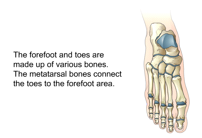 The forefoot and toes are made up of various bones. The metatarsal bones connect the toes to the forefoot area.