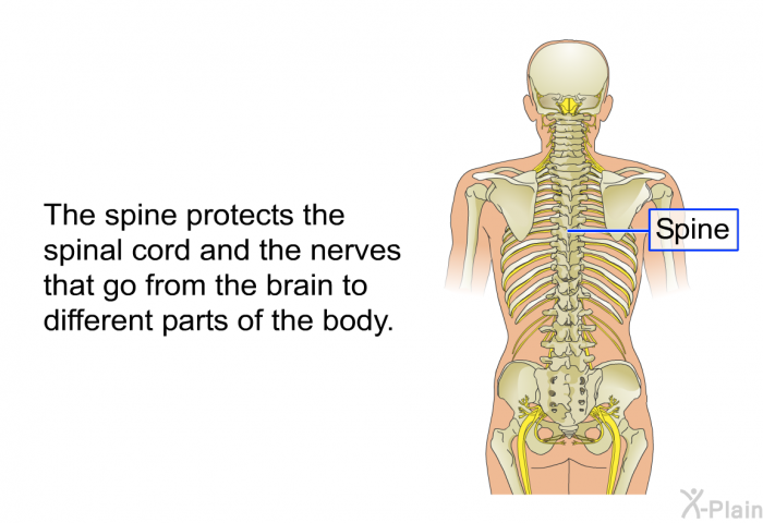The spine protects the spinal cord and the nerves that go from the brain to different parts of the body.