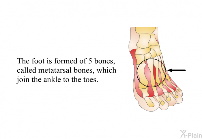 The foot is formed of 5 bones, called metatarsal bones, which join the ankle to the toes.