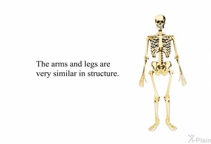 The arms and legs are very similar in structure.