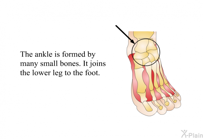 The ankle is formed by many small bones. It joins the lower leg to the foot.