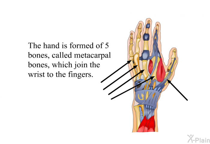 The hand is formed of 5 bones, called metacarpal bones, which join the wrist to the fingers.